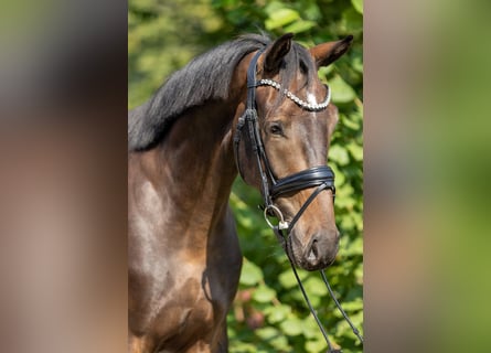 Westfaliano, Castrone, 4 Anni, 175 cm, Baio scuro