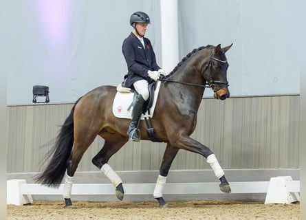 Westfaliano, Castrone, 4 Anni, Baio