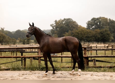 Westfaliano, Castrone, 4 Anni