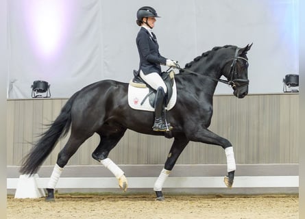 Westfaliano, Castrone, 4 Anni, Morello