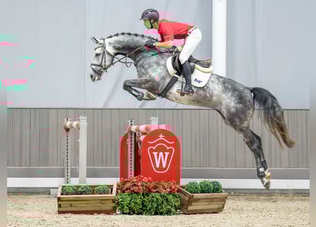 Westfaliano, Castrone, 5 Anni, 164 cm, Grigio