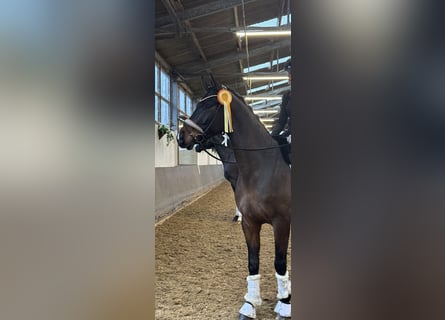 Westfaliano, Castrone, 5 Anni, 165 cm, Baio scuro