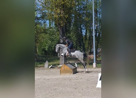 Westfaliano, Castrone, 5 Anni, 165 cm, Grigio