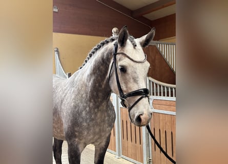 Westfaliano, Castrone, 5 Anni, 167 cm, Grigio