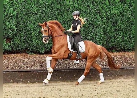 Westfaliano, Castrone, 5 Anni, 167 cm, Sauro