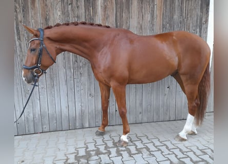 Westfaliano, Castrone, 5 Anni, 167 cm, Sauro