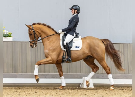 Westfaliano, Castrone, 5 Anni, 167 cm, Sauro