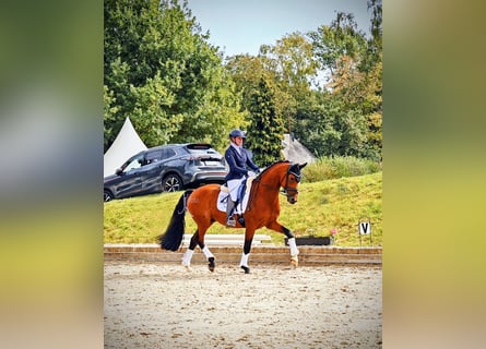 Westfaliano, Castrone, 5 Anni, 168 cm, Baio