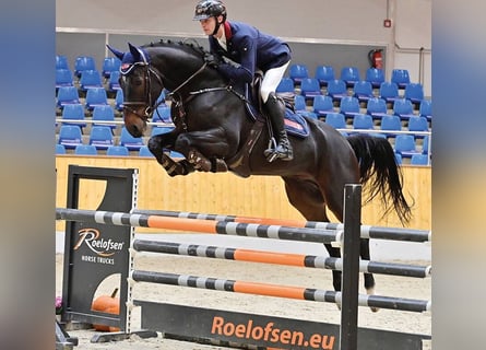 Westfaliano, Castrone, 5 Anni, 168 cm, Baio scuro