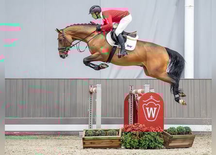 Westfaliano, Castrone, 5 Anni, 168 cm, Baio