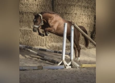 Westfaliano, Castrone, 5 Anni, 168 cm, Sauro