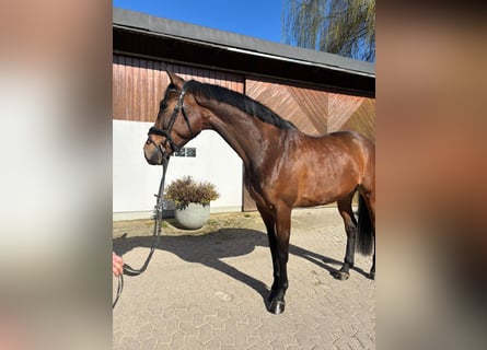 Westfaliano, Castrone, 5 Anni, 169 cm, Baio