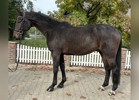 Westfaliano, Castrone, 5 Anni, 169 cm, Baio