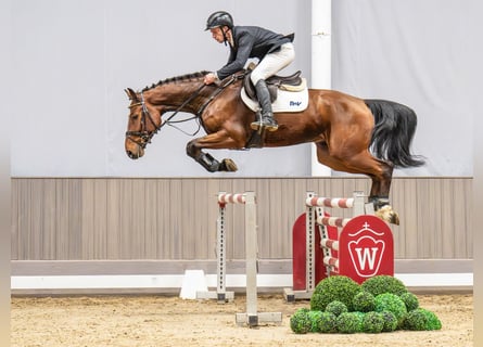 Westfaliano, Castrone, 5 Anni, 169 cm, Baio