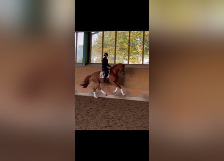 Westfaliano, Castrone, 5 Anni, 169 cm, Sauro