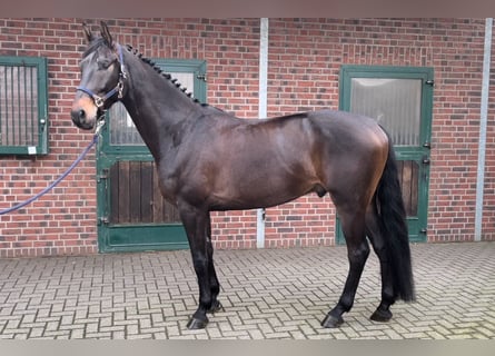 Westfaliano, Castrone, 5 Anni, 170 cm, Baio scuro