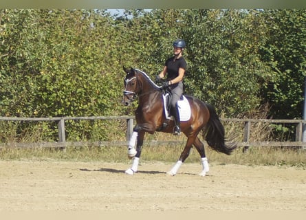 Westfaliano, Castrone, 5 Anni, 171 cm, Baio