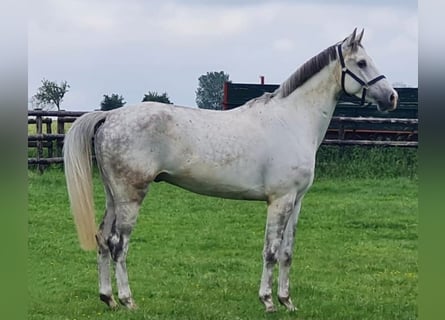 Westfaliano, Castrone, 5 Anni, 171 cm, Grigio