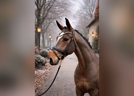 Westfaliano, Castrone, 5 Anni, 172 cm, Baio