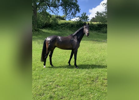 Westfaliano, Castrone, 5 Anni, 172 cm, Baio nero
