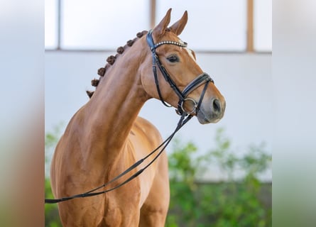 Westfaliano, Castrone, 5 Anni, 172 cm, Sauro