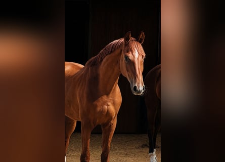 Westfaliano, Castrone, 5 Anni, 172 cm, Sauro