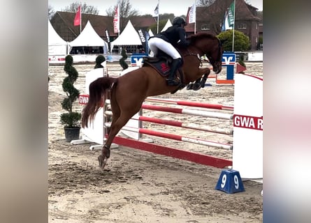 Westfaliano, Castrone, 5 Anni, 174 cm, Sauro