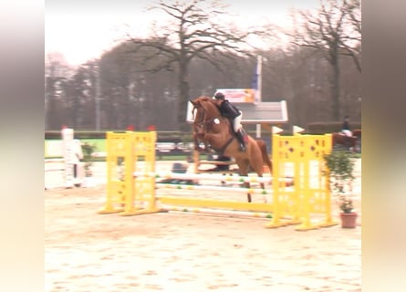 Westfaliano, Castrone, 5 Anni, 174 cm, Sauro