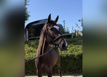 Westfaliano, Castrone, 5 Anni, 175 cm, Baio