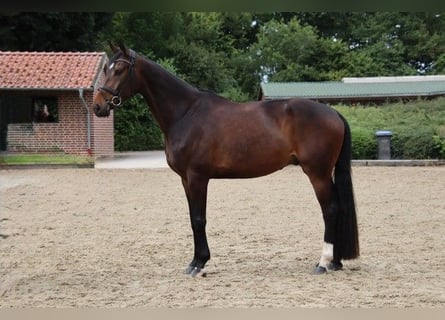Westfaliano, Castrone, 5 Anni, 175 cm, Baio scuro