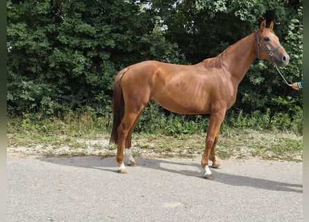 Westfaliano, Castrone, 5 Anni, 175 cm, Sauro