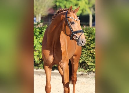 Westfaliano, Castrone, 5 Anni, Baio