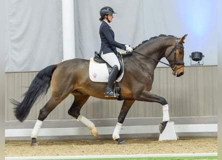 Westfaliano, Castrone, 5 Anni, Baio