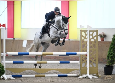 Westfaliano, Castrone, 5 Anni