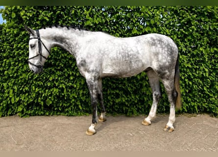 Westfaliano, Castrone, 5 Anni, Grigio