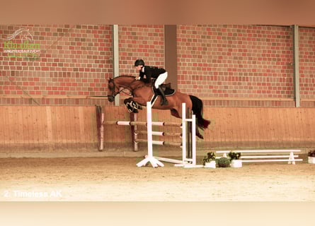 Westfaliano, Castrone, 6 Anni, 162 cm, Baio