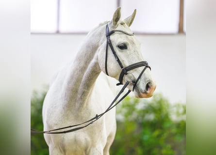 Westfaliano, Castrone, 6 Anni, 166 cm, Grigio