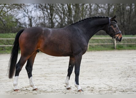 Westfaliano, Castrone, 6 Anni, 167 cm, Baio scuro