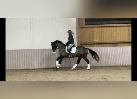 Westfaliano, Castrone, 6 Anni, 168 cm, Baio scuro