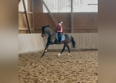 Westfaliano, Castrone, 6 Anni, 168 cm, Baio scuro