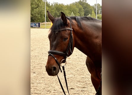 Westfaliano, Castrone, 6 Anni, 168 cm, Baio scuro