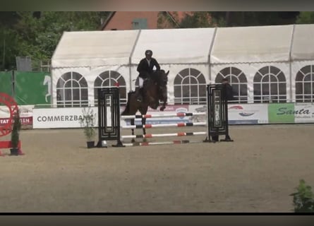 Westfaliano, Castrone, 6 Anni, 169 cm, Baio