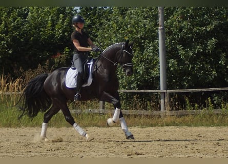 Westfaliano, Castrone, 6 Anni, 170 cm, Morello