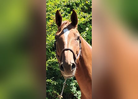Westfaliano, Castrone, 6 Anni, 170 cm, Sauro