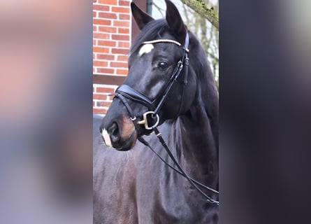 Westfaliano, Castrone, 6 Anni, 172 cm, Baio nero