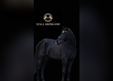 Westfaliano, Castrone, 6 Anni, 172 cm, Baio nero