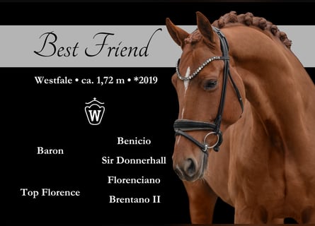 Westfaliano, Castrone, 6 Anni, 172 cm, Sauro