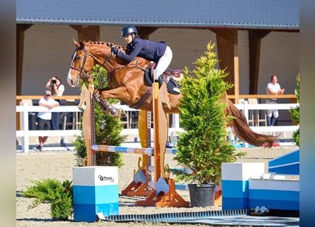 Westfaliano, Castrone, 6 Anni, 172 cm, Sauro scuro