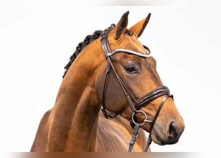 Westfaliano, Castrone, 6 Anni, 173 cm, Baio