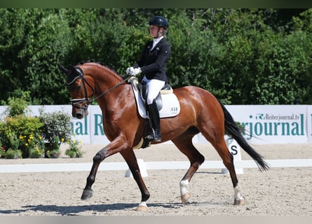 Westfaliano, Castrone, 6 Anni, 174 cm, Baio